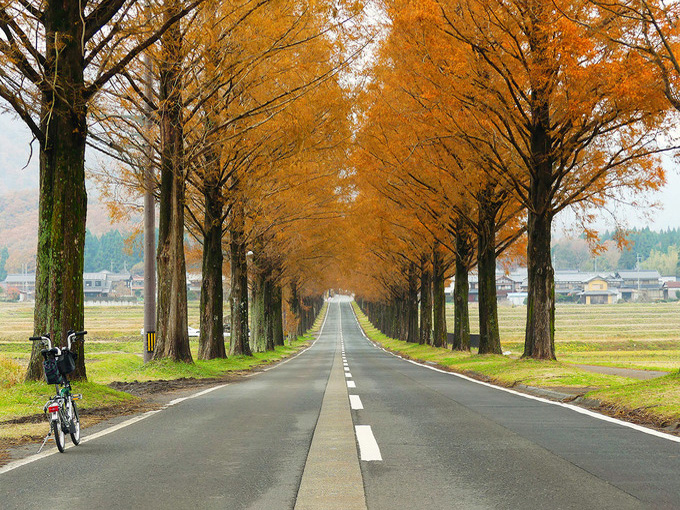 秋のマキノのメタセコイア並木道の紅葉した風景の写真