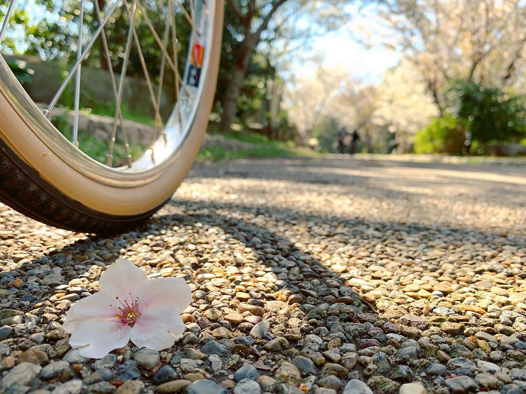 平磯緑地の桜のトンネルに自転車を置いて撮影した写真