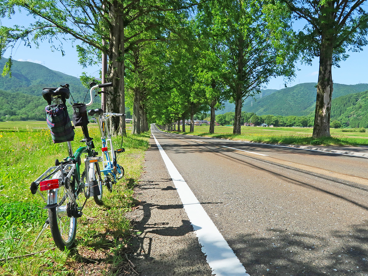 滋賀県・マキノのメタセコイア並木道の風景と2台の自転車
