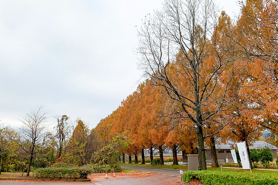 マキノのメタセコイア並木道の紅葉の風景