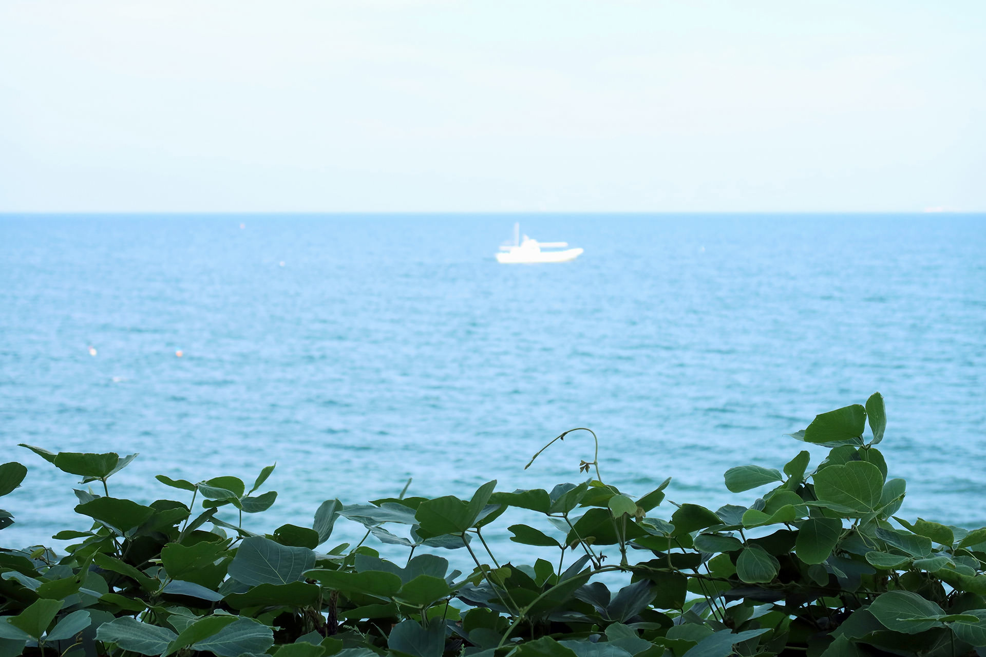 青い海に、1隻の白い漁船が見える風景。手前には、つる植物の葉が茂っている。