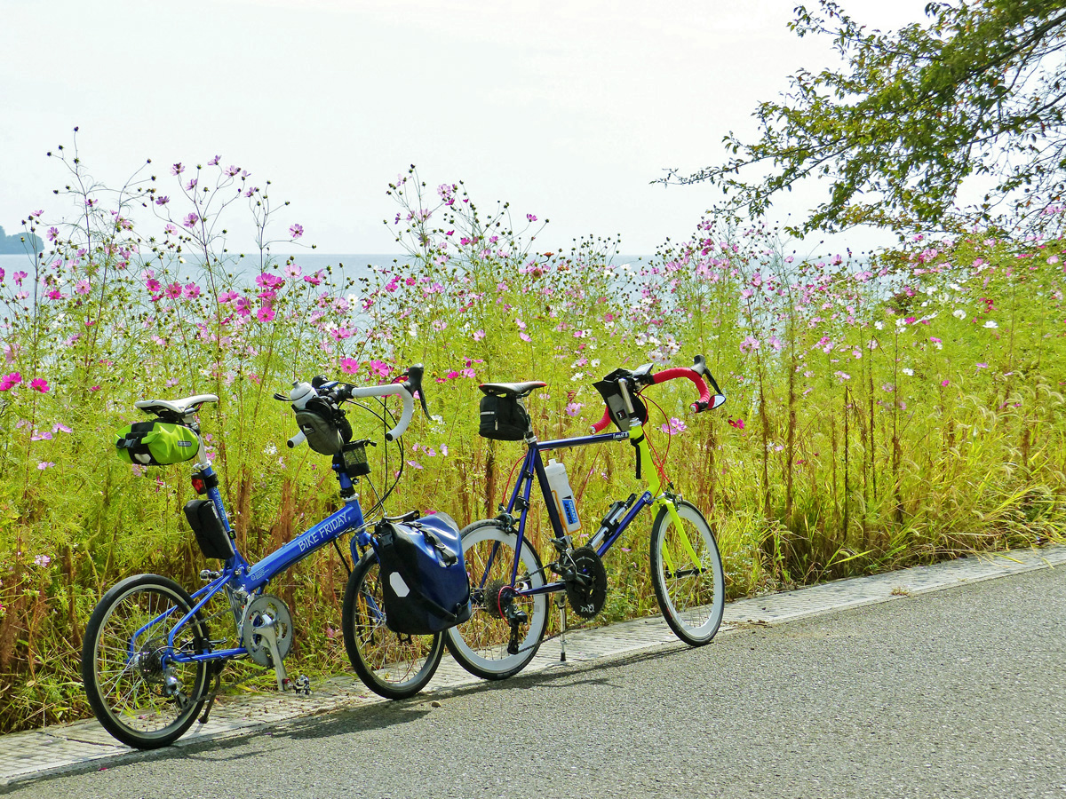 琵琶湖の湖岸に2台のミニベロを停めた様子。コスモスの花が咲いている。