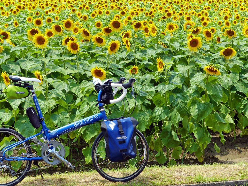 佐用町のひまわり畑の風景に、青い折り畳みミニベロ「バイクフライデー・ニューワールドツーリスト」が停められている写真。