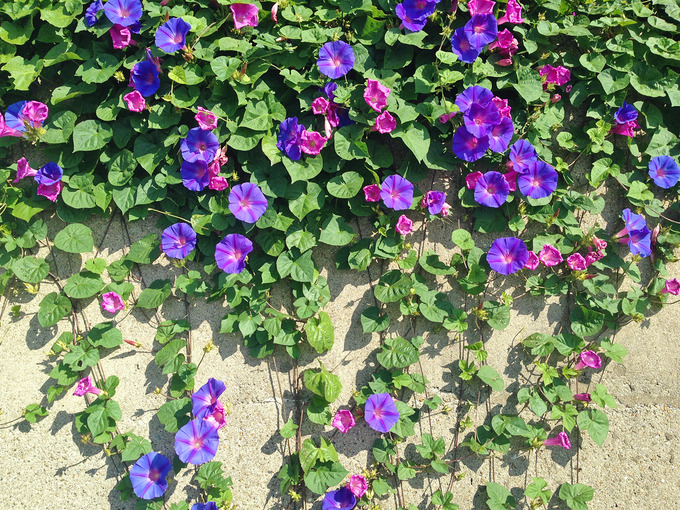 斜面から垂れ下がる朝顔の花を大きく写した写真。全体を見ると迫力があったが、近くで見ると花は美しい。青紫色や赤紫色など、1つ1つ色が少しずつ違っている。