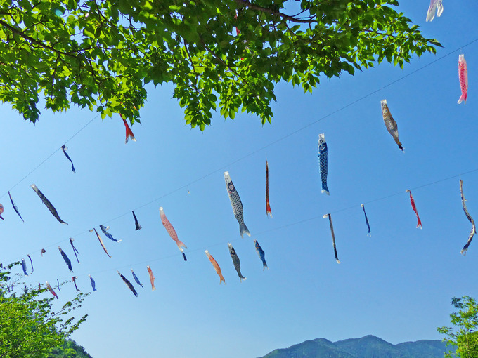 神河町「グリーンエコー笠形」の鯉のぼりを見上げた写真。高い所に鯉のぼりが並んでいる。