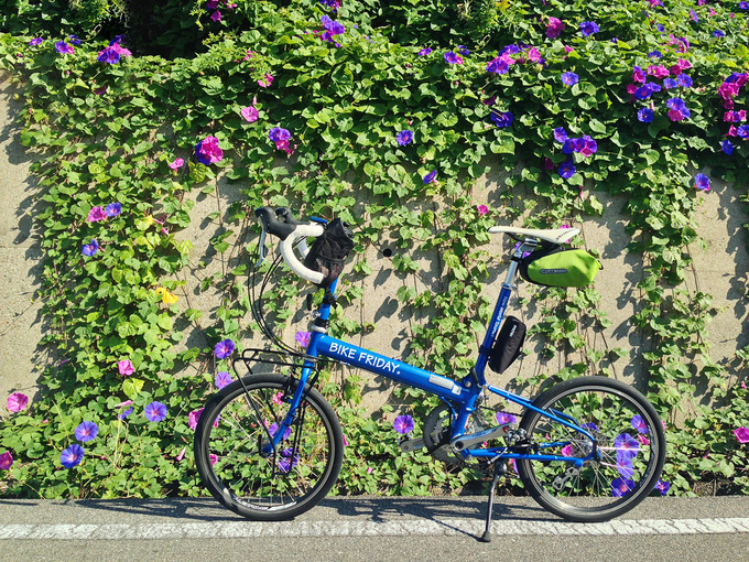斜面から垂れ下がる朝顔の葉と花を背景に、バイクフライデーの折り畳みミニベロ「ニューワールドツーリスト」を横から写した写真。