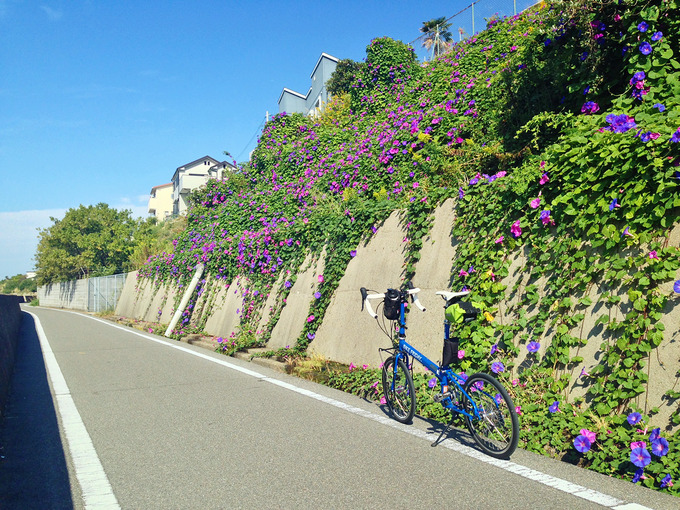 播磨サイクリングロードの道路脇の斜面に緑色の葉が茂り、紫色の朝顔の花がたくさん咲いている。