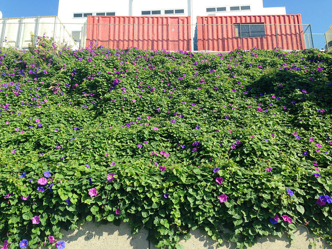 朝顔の花が咲く斜面を正面から見上げた写真。横にも、上下にも、かなりたくさんの葉と花が広がっている。