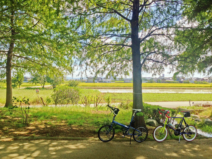 兵庫県加古郡稲美町の「天満大池公園」内の写真。立ち並ぶ木々の木陰に2台の自転車、バイクフライデーの折り畳みミニベロ「ニューワールドツーリスト」とフジのミニベロロード「コメットR」が停められている。むこうには金色の田んぼの風景が見える。