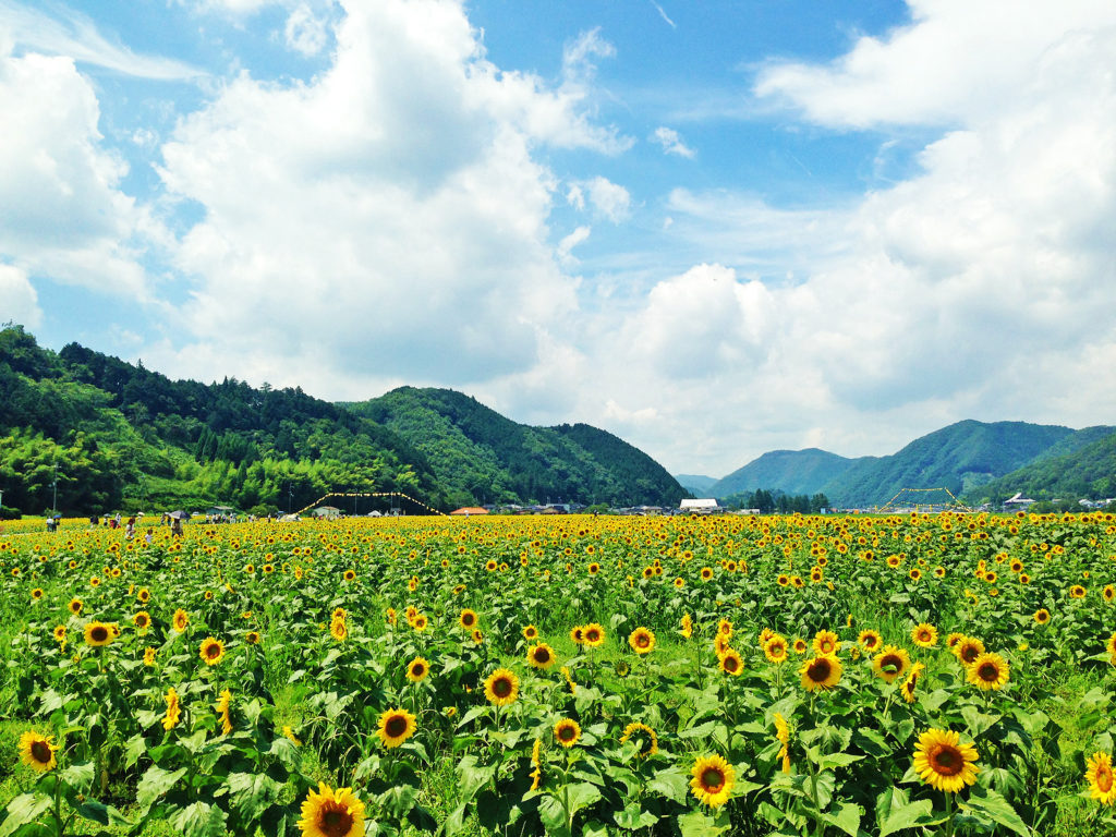 兵庫県佐用町のひまわり畑の風景