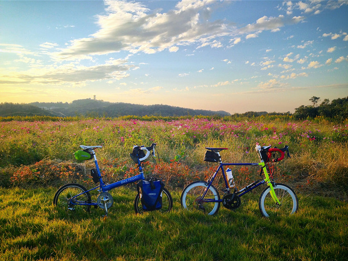 夕陽に染まる草むらに2台の自転車、バイクフライデーの折り畳みミニベロ「ニューワールドツーリスト」とミニベロロード「コメットR」が停められている写真。草むらにはコスモスの花が咲いている。