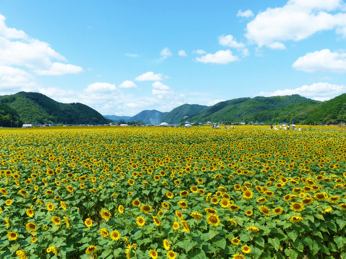 視界の端から端まで、一面に広がる「ひまわり畑」の風景。黄色いひまわり畑の上には、青空が広がっている。