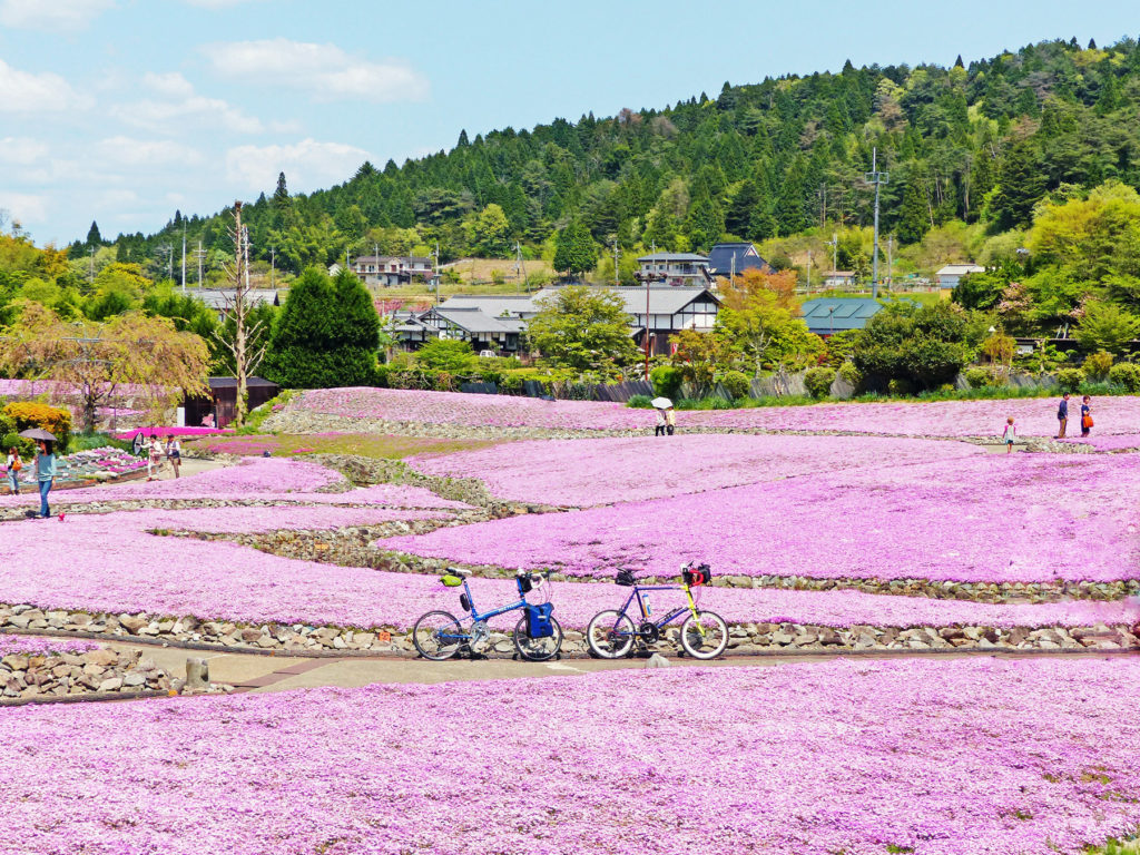 三田の観光花畑「花のじゅうたん」の風景。満開の芝桜に囲まれて2台の自転車、ニューワールドツーリストとコメットRが停められている。