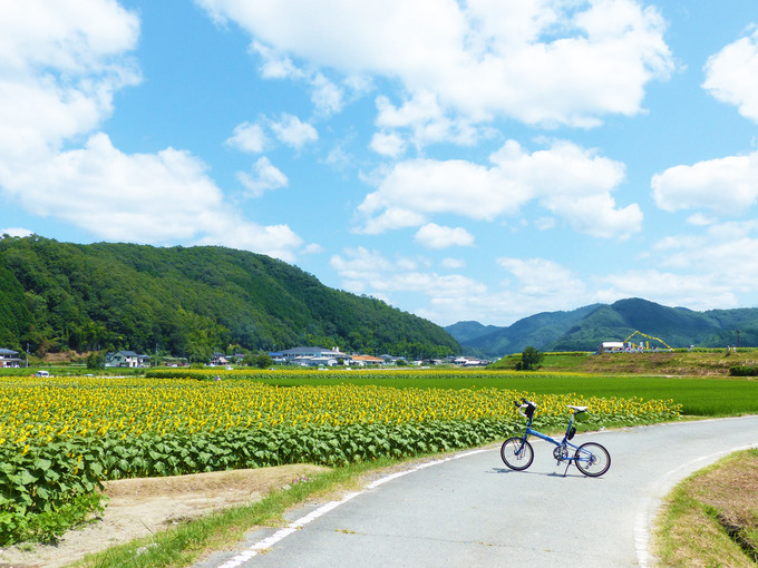 ひまわり畑より少し高い所に作られた小道に、バイクフライデーの折り畳みミニベロ「ニューワールドツーリスト」が停められている。ひまわり畑の黄色い色と、その上には青空が広がっている。